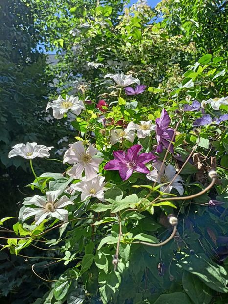  - Grădina 2024 continuare 3