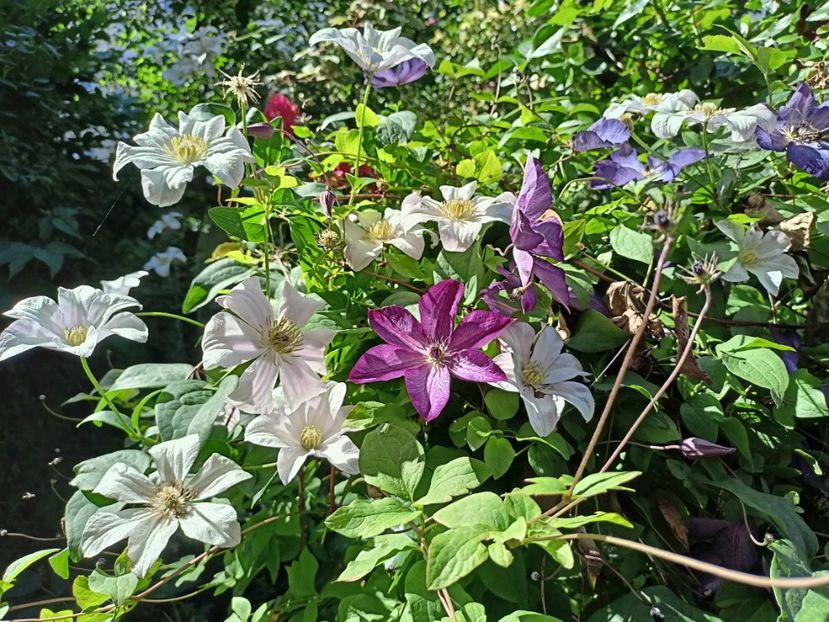  - Grădina 2024 continuare 3