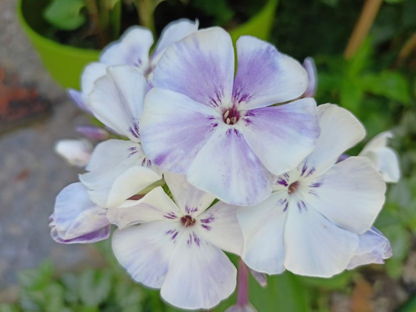  - Grădina 2024 continuare 3