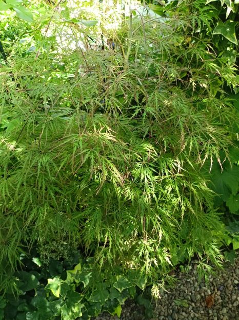 Hana Matoi - Grădina 2024 continuare 3