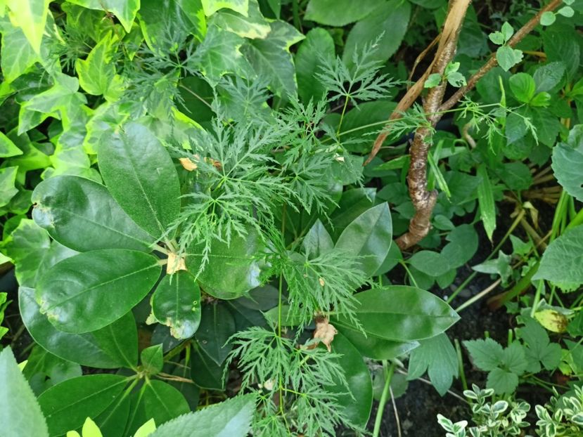 Viridis - Grădina 2024 continuare 3