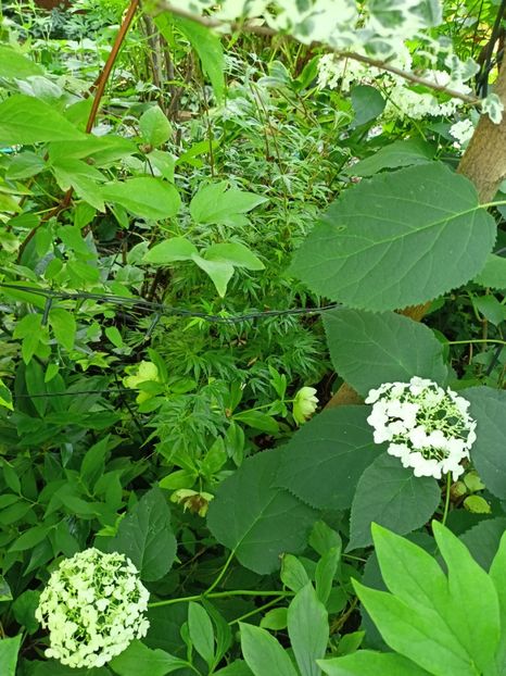  - Grădina 2024 continuare 3