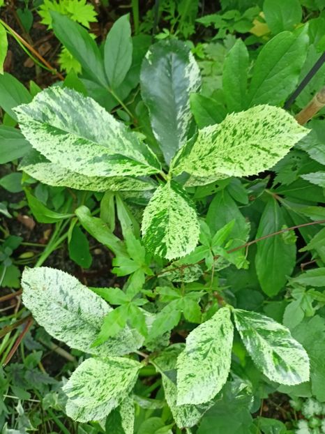 Photinia serratifolia "Pink Crispy" - Grădina 2024 continuare 3