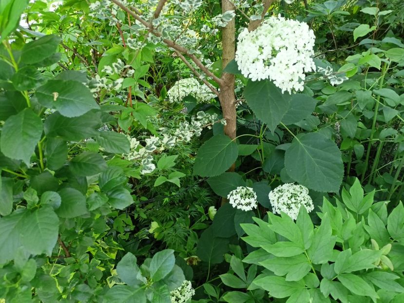 Anabelle - Grădina 2024 continuare 3