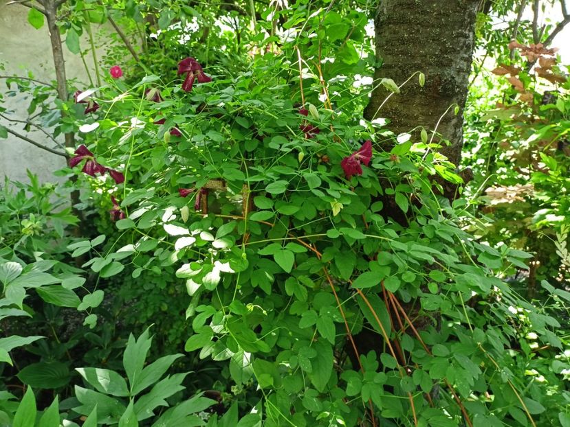  - Grădina 2024 continuare 3