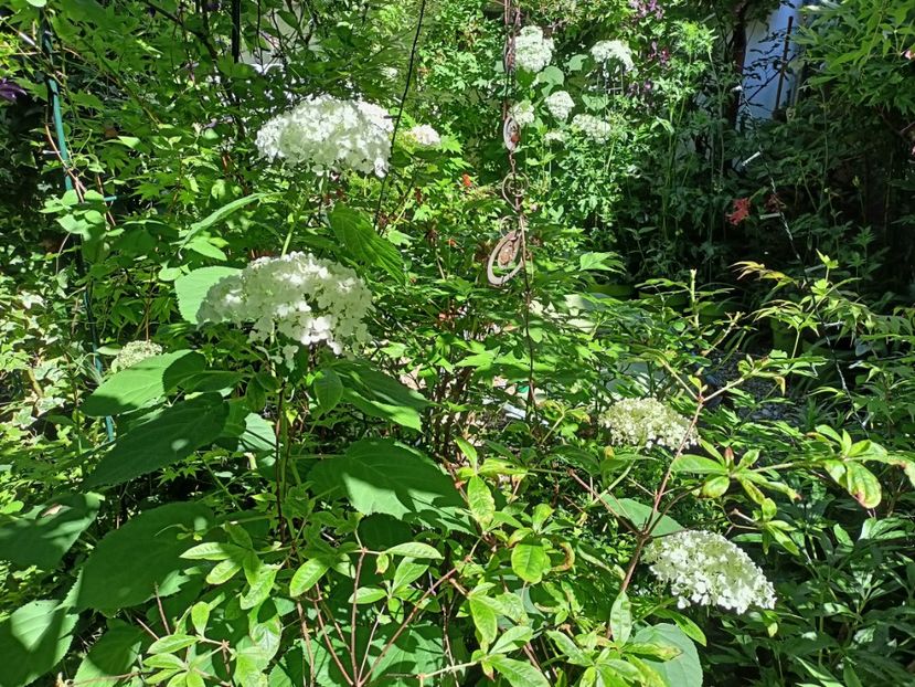 Incrediball - Grădina 2024 continuare 3