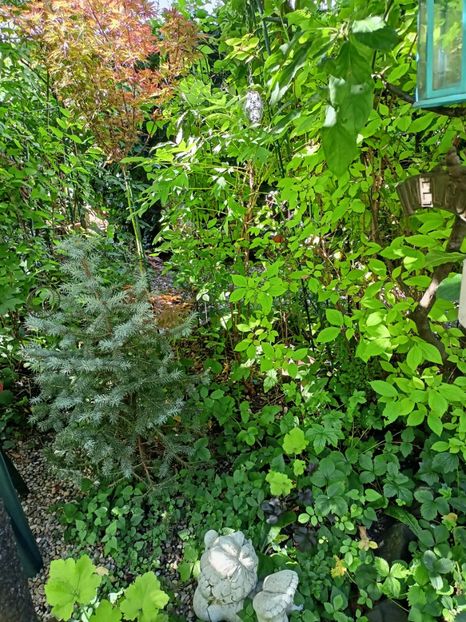  - Grădina 2024 continuare 3