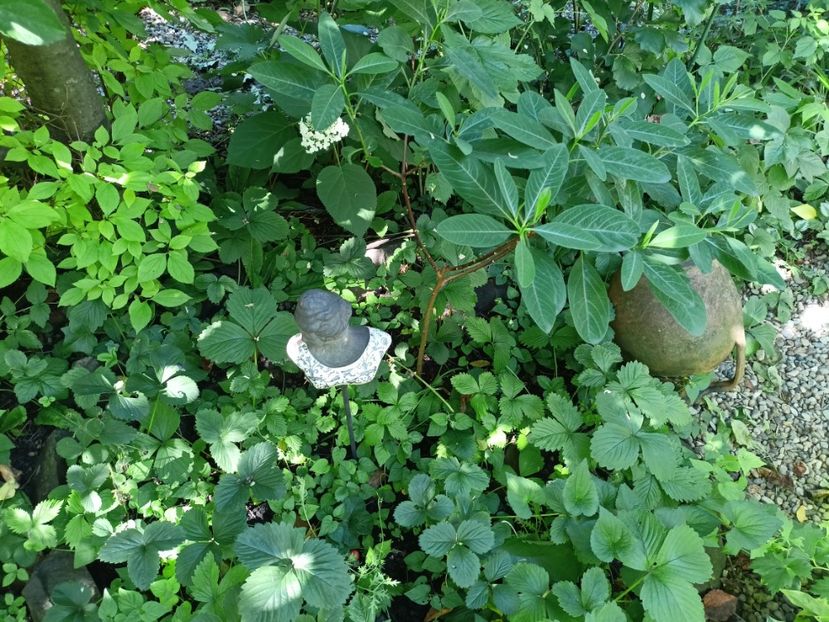 Edgeworthia chrysantha Red Dragon - Grădina 2024 continuare 3