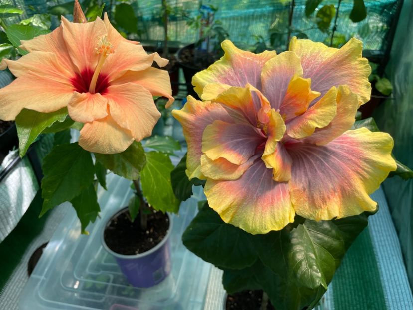  - Wind Rosa Feng Xiajunr