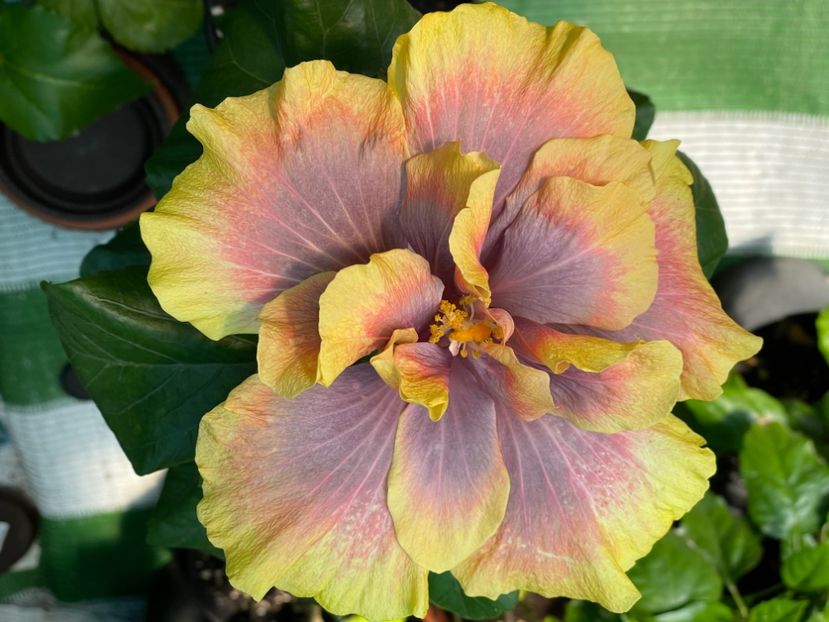  - Wind Rosa Feng Xiajunr