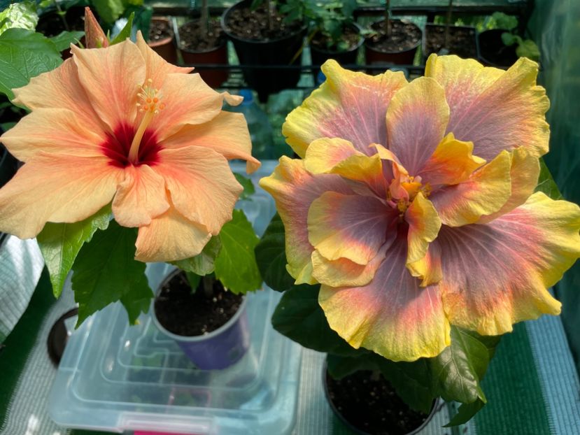  - 001 - Hibiscusi 2024 - 1