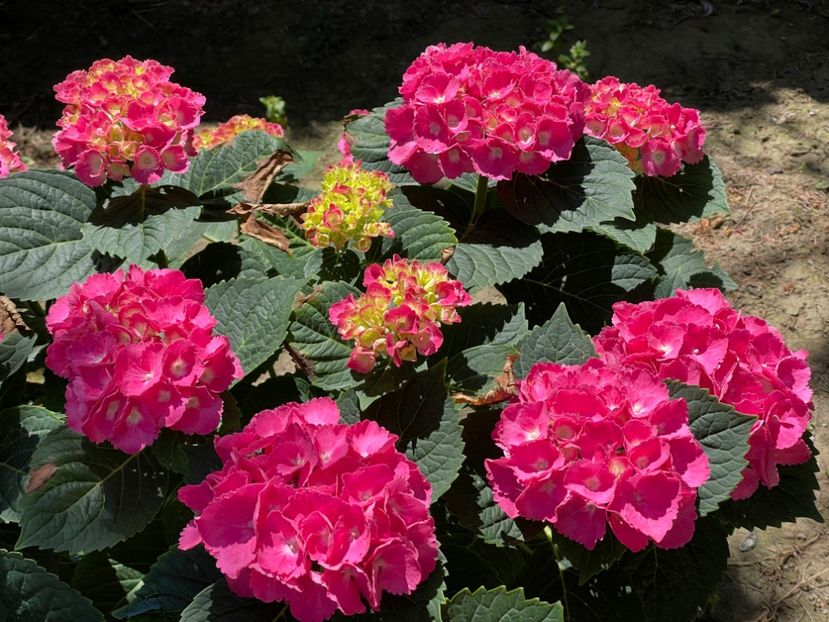  - 002 Grădina 2024 2