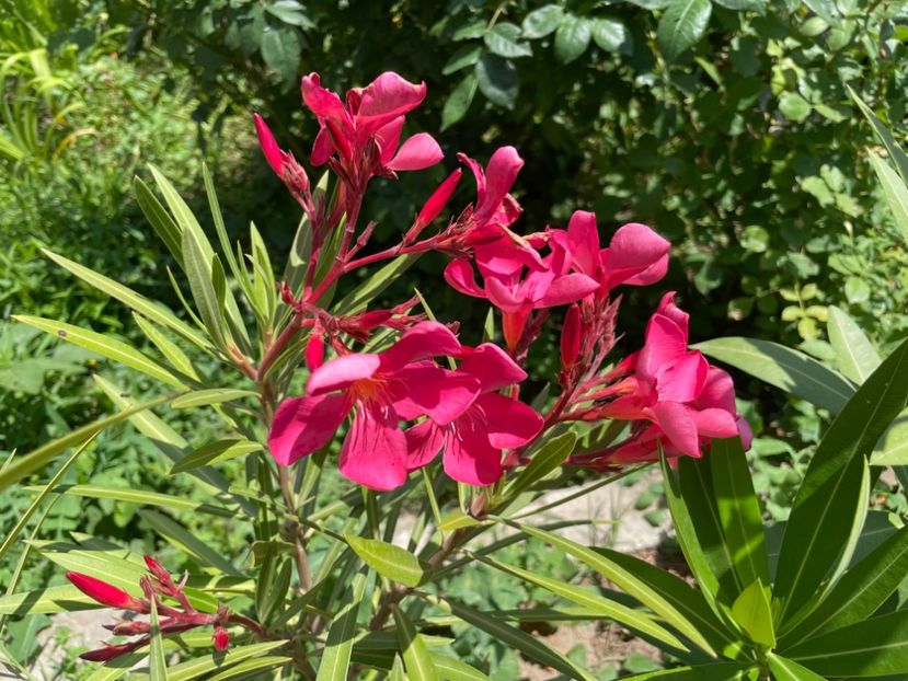  - 002 Grădina 2024 2