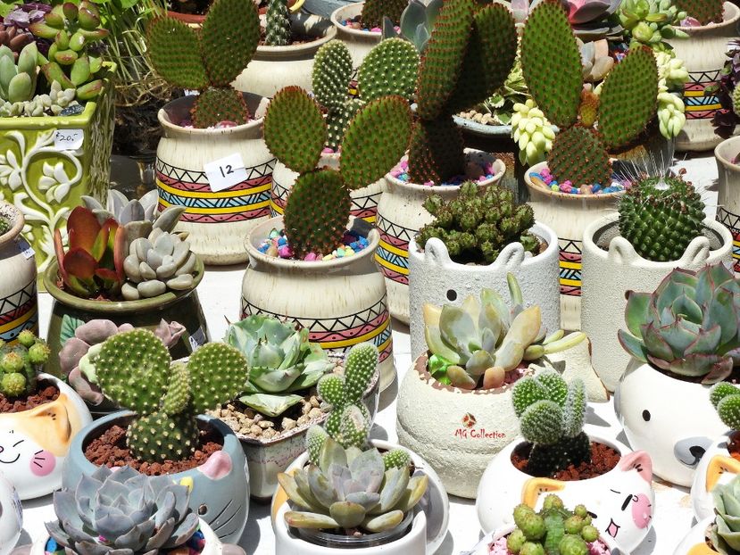 Ottawa - ChinaTown - Cactus 5 - E - FLOWERS - Flori