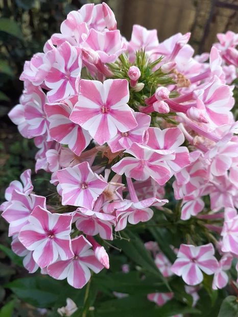  - 0 Phlox