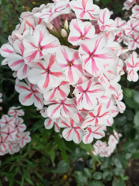  - 0 Phlox