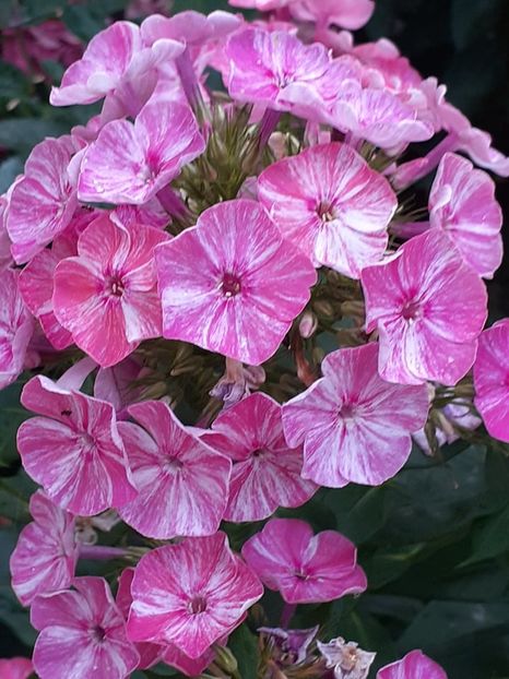  - 0 Phlox