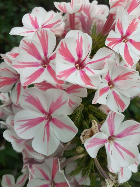  - 0 Phlox