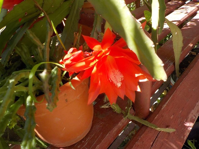  - Genul Epiphyllum