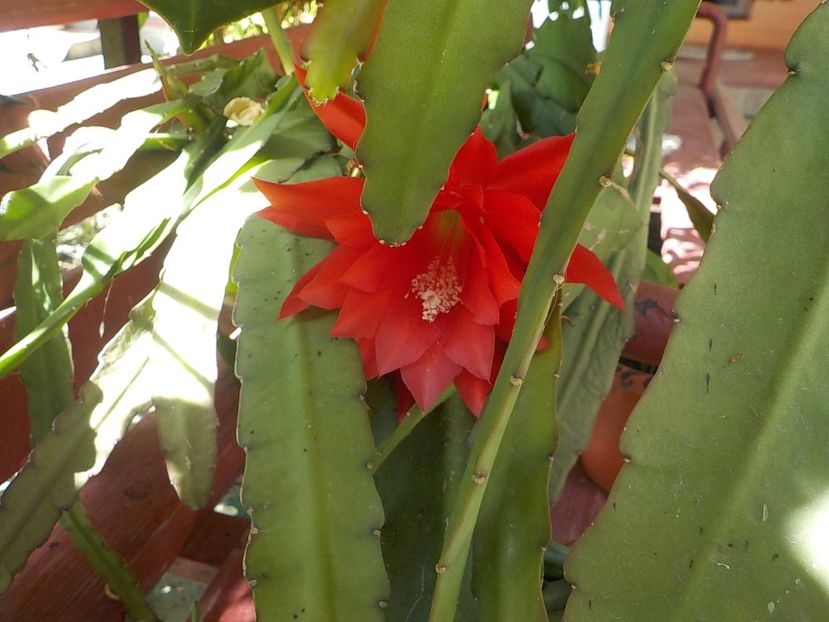  - Genul Epiphyllum