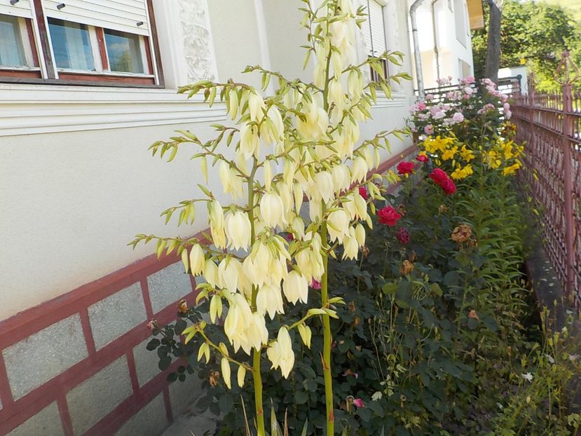  - yucca filamentosa