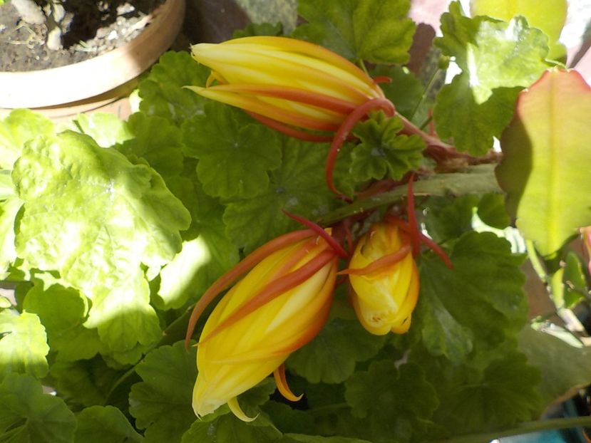  - Genul Epiphyllum