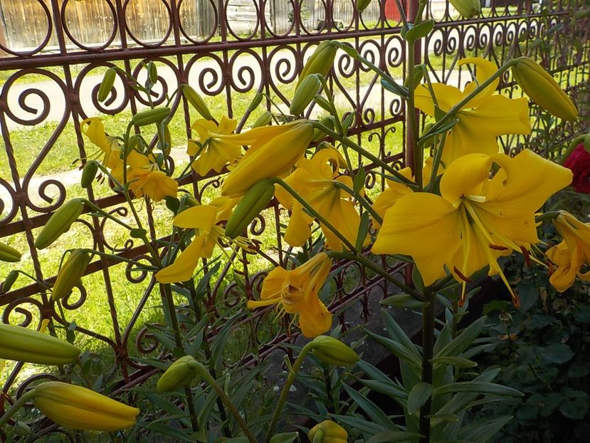  - golden splendour