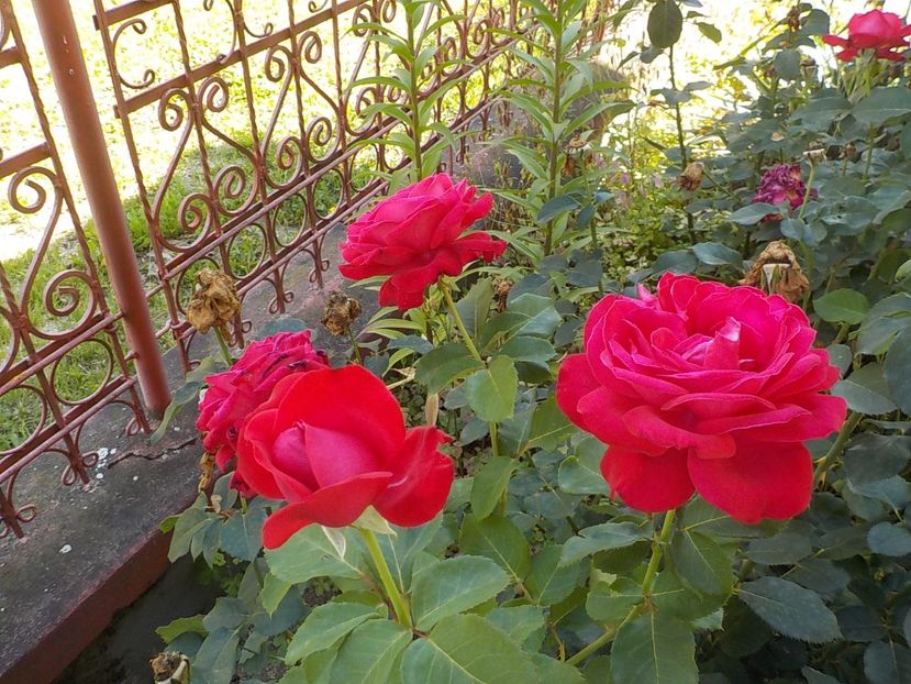  - Trandafiri in gradina mea