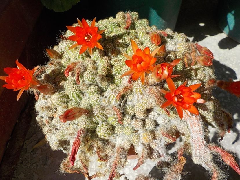  - chamaecereus sylvestris