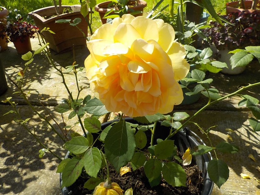  - golden celebration