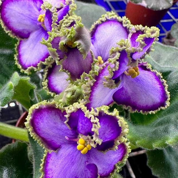 Poza net - AN Kopeechka