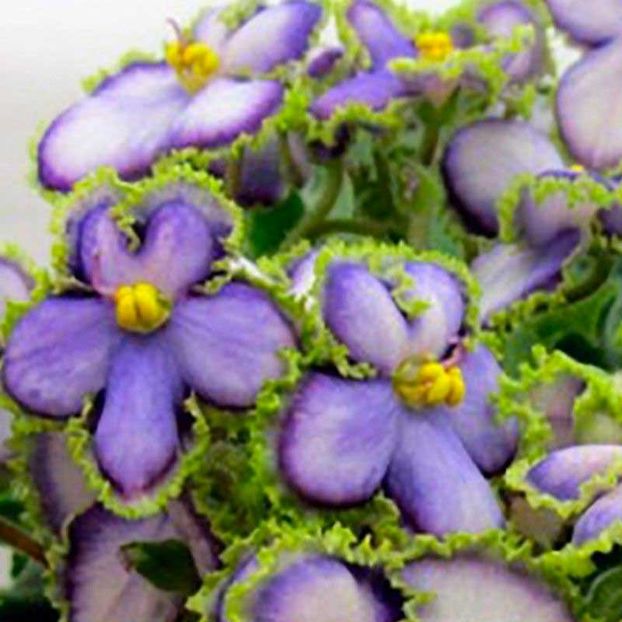 Poza net - AN Kopeechka