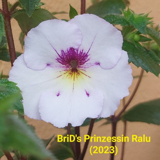 Img.2024.06.16 - Achi din semințe BriDs 2024