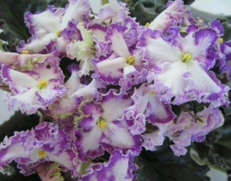 Poza net - Zolushkin Son