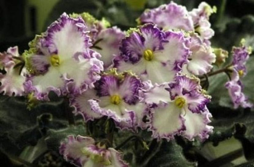 Poza net - Zolushkin Son