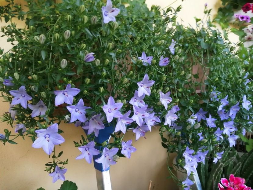  - Campanula