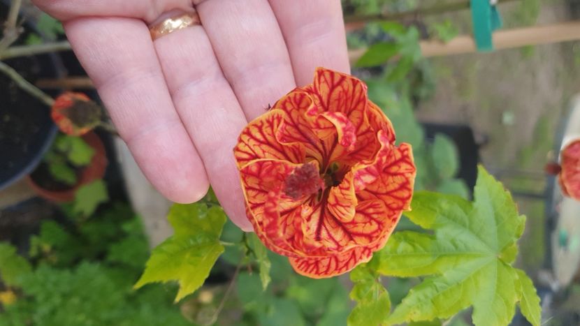 IMG-20240607-WA0013 - 10- Abutilon Red Tiger