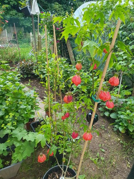 received_379038518483545 - 0 GRADINA 2024
