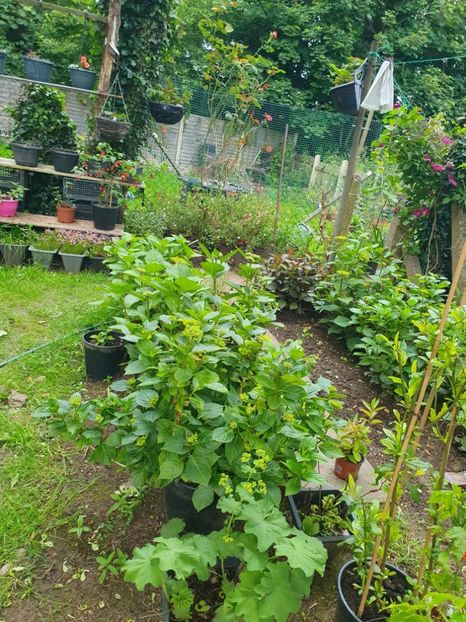 received_845932197384932 - 0 GRADINA 2024