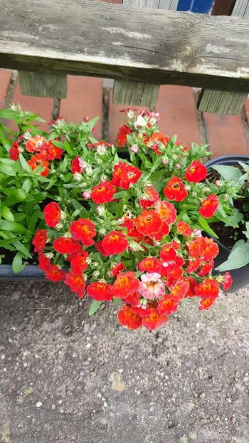received_987626269618849 - 0 Nemesia 2024