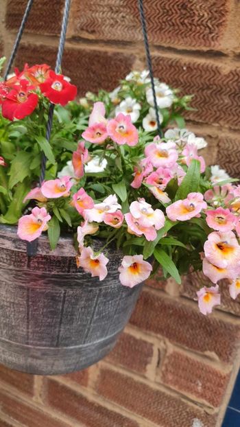 received_1171480590482191 - 0 Nemesia 2024