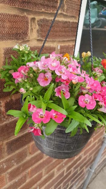 received_1165701877891885 - 0 Nemesia 2024