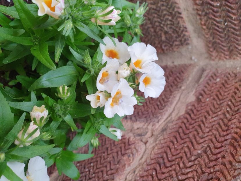  - 0 Nemesia 2024