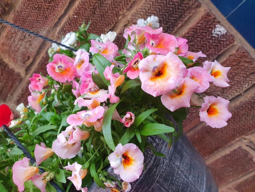  - 0 Nemesia 2024