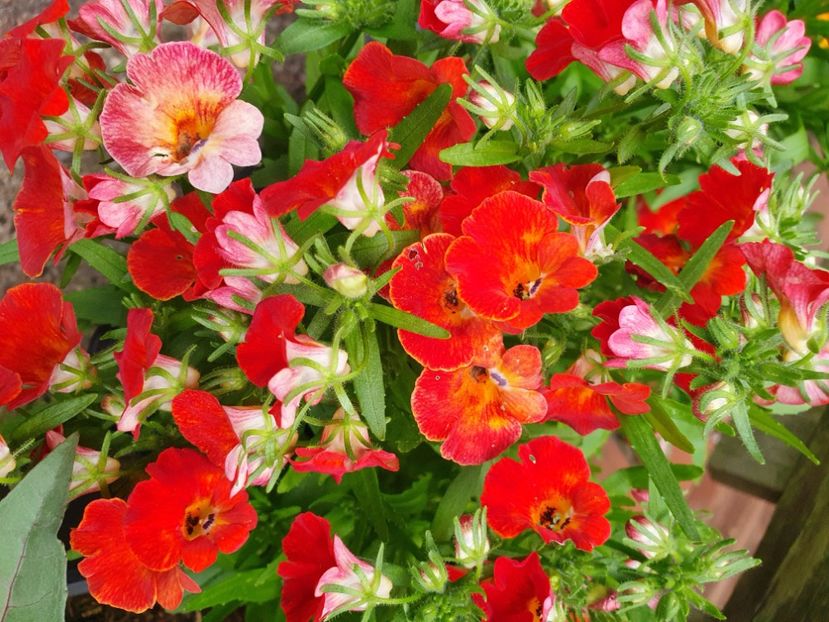  - 0 Nemesia 2024