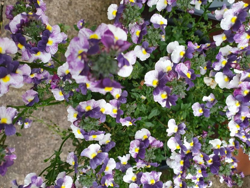  - 0 Nemesia 2024