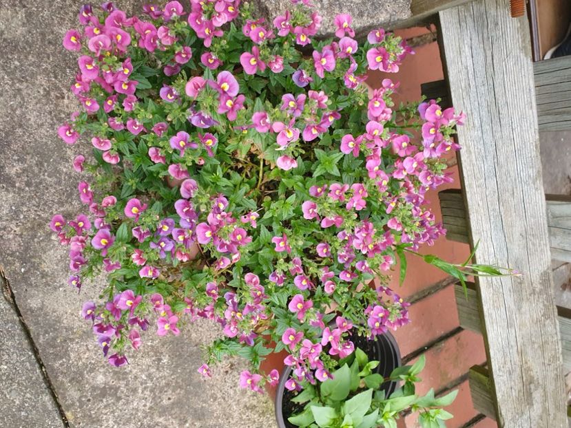  - 0 Nemesia 2024