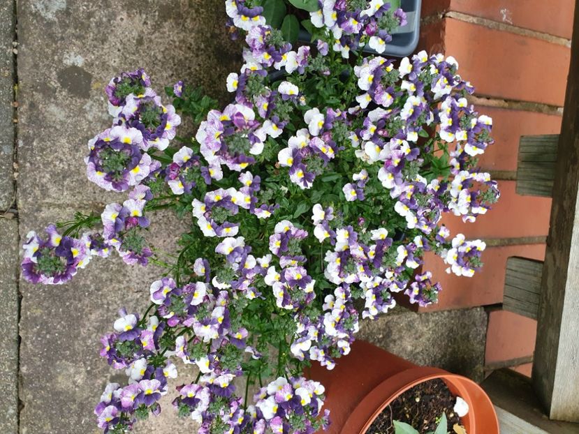  - 0 Nemesia 2024