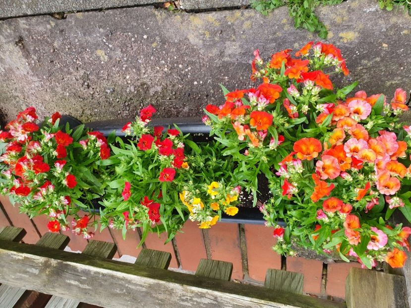  - - Nemesia 2024