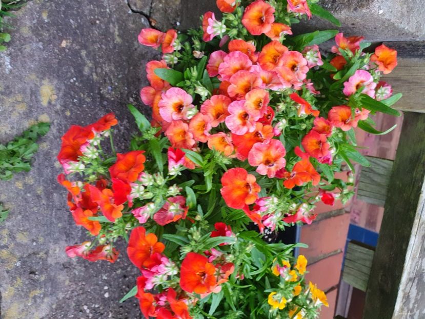  - 0 Nemesia 2024